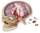 Puzzle - Genius Games - Dr Livingston: Human Brain (662 Pieces) For Sale