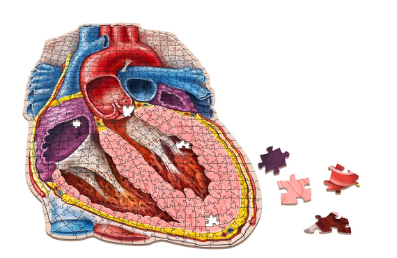 Puzzle - Genius Games - Dr Livingston: Human Heart (597 Pieces) Fashion